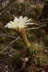 Trichocereus candicans