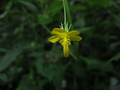 Corchoropsis crenata