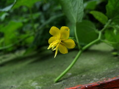 Corchoropsis crenata