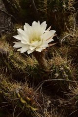 Trichocereus candicans
