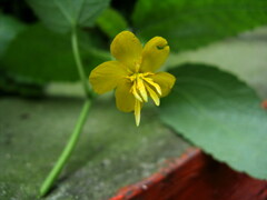 Corchoropsis crenata