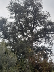 Quercus suber