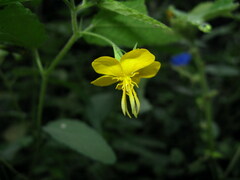 Corchoropsis crenata