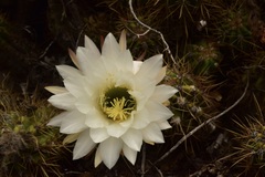 Trichocereus candicans