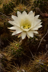 Trichocereus candicans