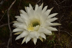 Trichocereus candicans