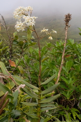Epidendrum patens