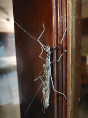 Trachythorax