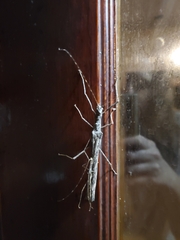 Trachythorax