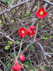 Chaenomeles