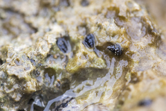 Nodilittorina pyramidalis