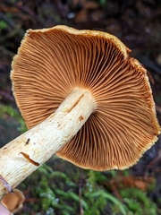 Cortinarius rubiginosus