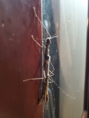 Trachythorax