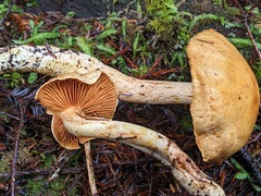 Cortinarius rubiginosus
