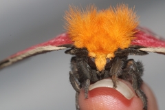 Pseudodirphia menander