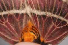 Pseudodirphia menander