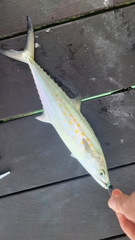 Scomberomorus maculatus