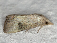 Hypocala deflorata