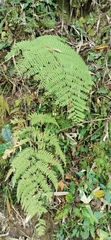 Macrothelypteris