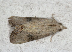 Hypocala deflorata