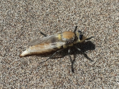 Eccritosia rubriventris