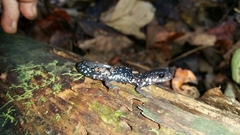 Plethodon glutinosus