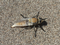 Eccritosia rubriventris