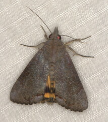 Hypocala deflorata