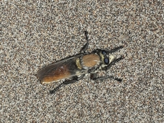Eccritosia rubriventris
