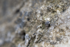 Nodilittorina pyramidalis