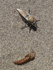 Eccritosia rubriventris