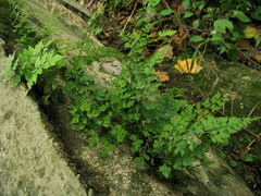Dennstaedtia wilfordii