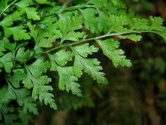 Dennstaedtia wilfordii