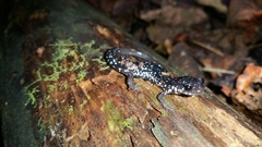 Plethodon glutinosus