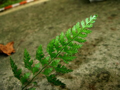 Dennstaedtia wilfordii