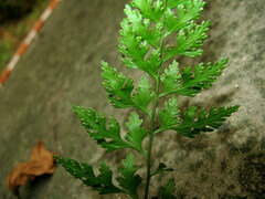 Dennstaedtia wilfordii