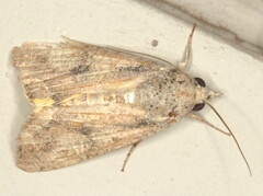 Hypocala deflorata