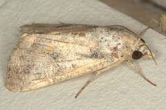 Hypocala deflorata