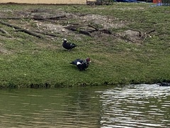 Cairina moschata domestica