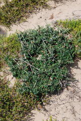Olea europaea