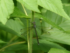 Lestes eurinus