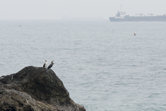 Phalacrocorax carbo sinensis