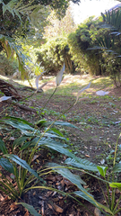 Spathiphyllum wallisii