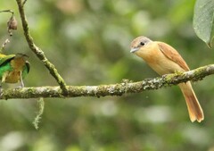 Pachyramphus castaneus