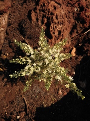 Asparagus suaveolens