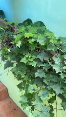 Delairea odorata