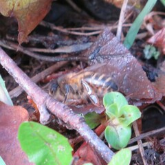 Apis mellifera