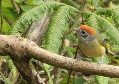 Hylophilus poicilotis