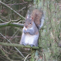 Sciurus carolinensis