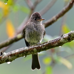 Contopus cinereus